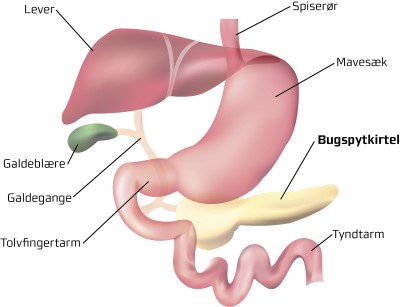 Gallbladder is the green purse on the left beneath the liver and next to the stomach