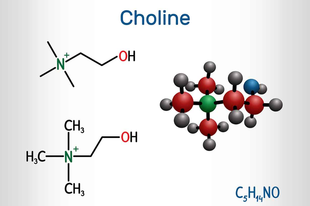 Cholin a neurotransmitter