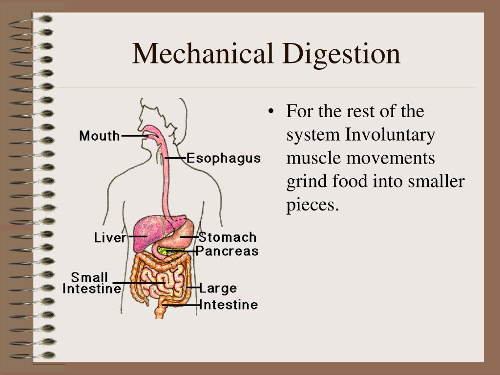 Mechanical digestion